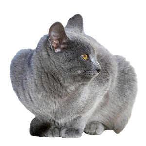A Close Up Side View Of A Chartreux Cat With Golden Eyes Sitting Outdoors. Captured In Tunisia. 12665 - Cat PNG image with transparent background